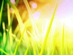 Growing grass Stock Footage