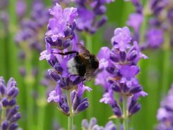 Lavender with bee Stock Footage