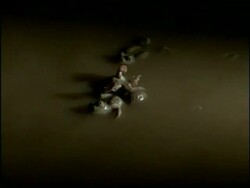 MS Spadefoot Toads (Scaphiopus) forming mating ball in water, USA Stock Footage