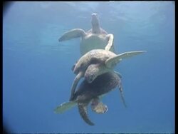 MS 3 Green turtles (1 female, 2 Males) during courtship, Borneo Stock Footage