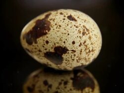 Quail's egg - loopable Stock Footage