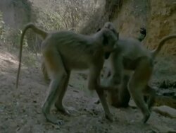 CU group of Yellow Baboons, Papio cynocephalus, fighting, Tanzania Stock Footage