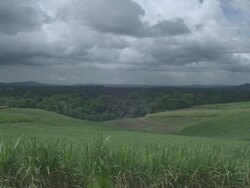 WS View of sugarcane fields and forest / Buikwe, Uganda Stock Footage