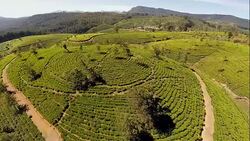 Tea plantations of Sri Lanka Stock Footage
