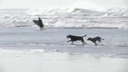 Quake shows complexity of tsunami warnings News Clip