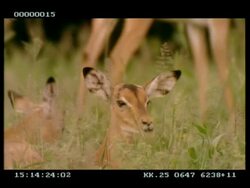 MCU young Impala (Aepyceros melampus) lying down in grass, head visible, chewing/eating Stock Footage