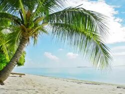 coconut tree Stock Footage