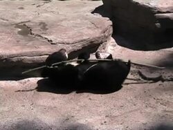 Bear Cub Stock Footage