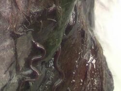 European eel elvers (Anguilla anguilla) migrating upstream, River Teifi, Wales Stock Footage