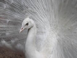 white peacock Stock Footage