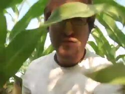 CU, Canada, Ontario, Kitchener, Man walking through corn field, Stock Footage