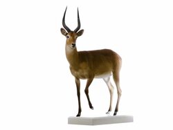 Puku (Kobus vardonii) Stock Footage