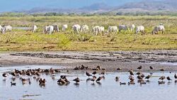 SLO MO Animals at waterhole in Costa Rica Stock Footage