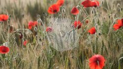 Cobwebs morning mist summer poppies swaying barley field Tuscany  Stock Footage