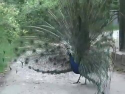 Peacock 23: HD 1080/60i Stock Footage