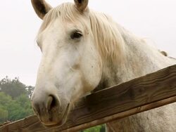 CU PAN White horse standing at fence / Los Angeles, CA, United States Stock Footage