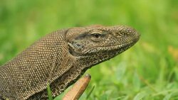 Land Monitor (Varanus bengalensis) on grass, Extreme closeup Stock Footage