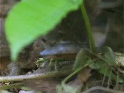 Peccary, BCU peccary foraging by dipteryx seedling;; Panama; Stock Footage
