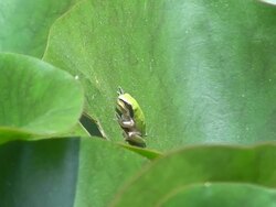 Hyla meridionalis Stock Footage