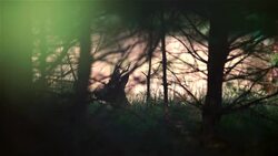 Roe deer Stock Footage