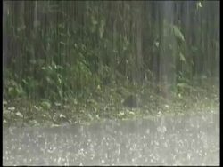 Tropical rain falling in the forest, MS, Panama, Central America Stock Footage