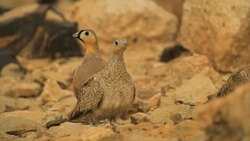 A pair of crowned sandgrouse (Pterocles coronatus) in the desert Stock Footage