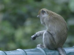 MS Long tailed macaque / Bukit Lawang, North Sumatra, Indonesia Stock Footage