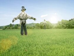 Scarecrows in the field Stock Footage