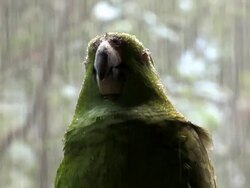 Green Parrot under rain III...close up Stock Footage