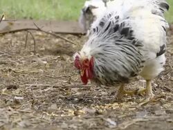 MS SLO MO Free range hens and rooster feed on corn in farm yatd / Chelsea, Michigan, United States  Stock Footage