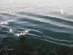 Seagulls flying above sea Stock Footage