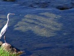 HD: Grey heron on stone (video) Stock Footage