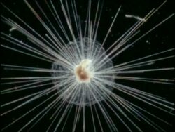 ECU Microscopic Globigerinella Plankton Animal, Bermuda Stock Footage