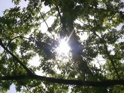 HD: sunbeams by the tree Stock Footage