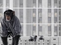 Crazy Monkey Business Stock Footage