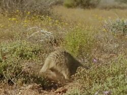 Meerkat (Suricata suricatta) at burrow, digging, Namaqualand, South Africa Stock Footage