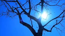 Tree summer at background sun. Stock Footage