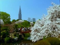 MS cherry blossom trees at Shinjuku park with Docomo Tower in background, Tokyo, Japan Stock Footage
