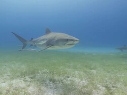 Tiger shark to camera close up Stock Footage