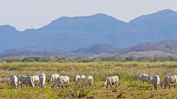SLO MO Cattle in countryside of Costa Rica Stock Footage