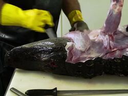 Market For Alligator Meat Booms In Florida Stock Footage