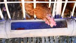 Chicken eggs eating food in farm Stock Footage