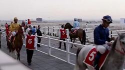 CLEAN : Horse race brings together jockeys from all over Iraq News Clip