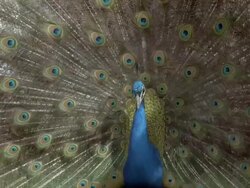 Peacock (Pavo cristatus) male displays, cu (to chicken), courtship, UK Stock Footage