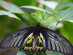 butterfly Stock Footage