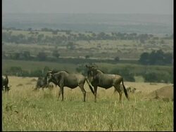Pair of Wildebeests mating in Savannah, MS, Kenya Stock Footage