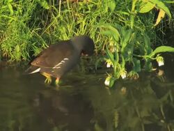 NTSC: Coot Stock Footage