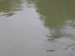 Fish eat the bread. Stock Footage