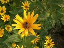 yellow flowers Stock Footage
