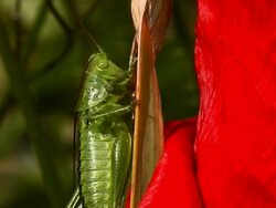 PAL: Grasshopper Stock Footage